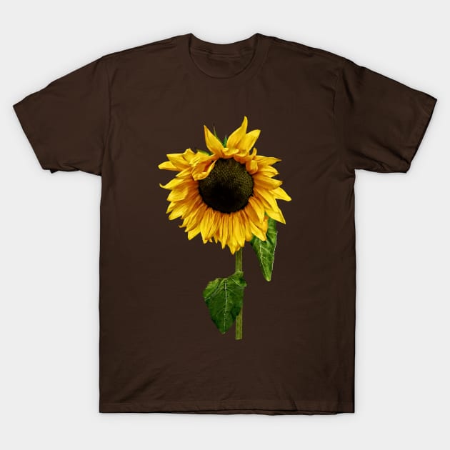 Sunflowers - Sunflower With Peakaboo Bangs T-Shirt by SusanSavad